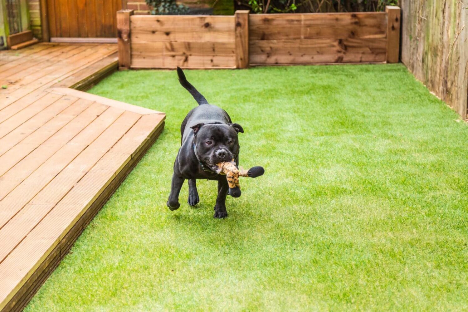 Artificial Grass Installation
